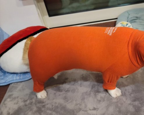 コーギー