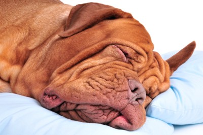 枕の上で眠る犬