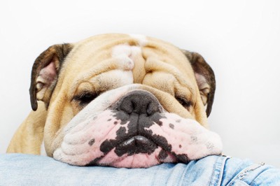 ジーンズの上で眠る犬