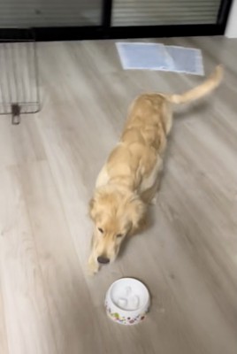 尻尾ブゥゥン