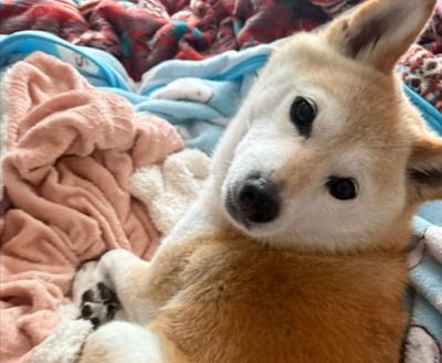 見返り美人