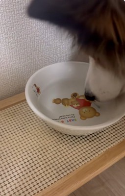 不思議そうなさつまくん