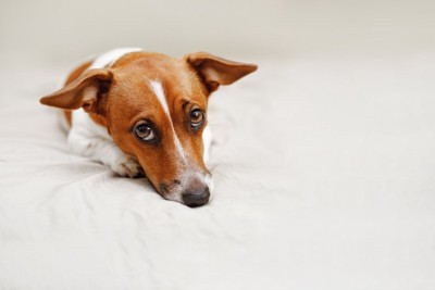 悲しそうに伏せる犬