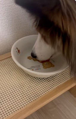 シェルティのさつまくん