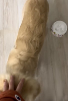 念願のナデナデ