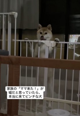 急な柵ペロペロ