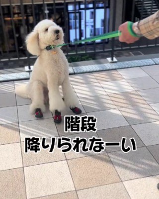 外出先でも階段を拒否!!