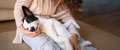 膝の上でリラックスする犬