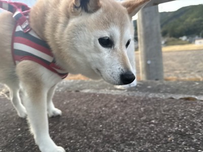 お散歩中