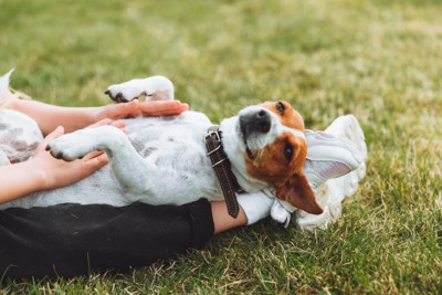 飼い主の足の上でお腹をなでられている犬