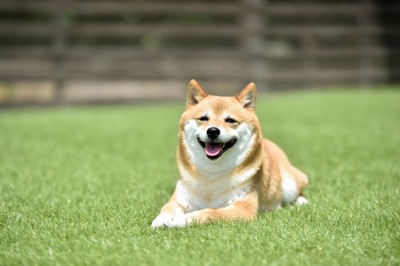 笑顔の柴犬