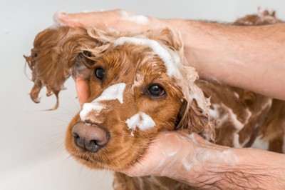 飼い主に顔周りを洗われている犬