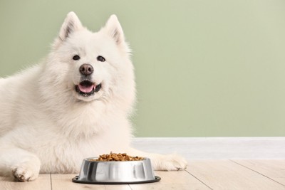フードが入った食器のそばで伏せる犬