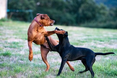 じゃれ合う茶犬と黒犬