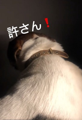 怒るジナくん