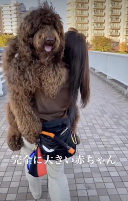 自認：小型犬