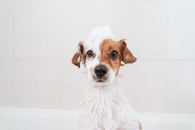 頭に泡をのせたまま正面を見つめる犬