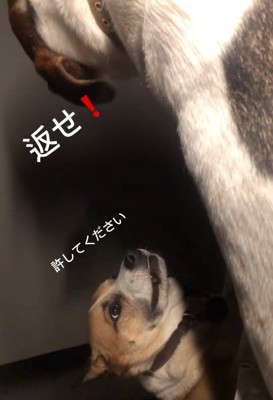 懇願するサナくん