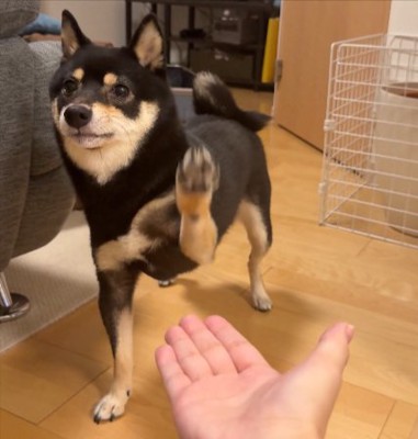 おてて