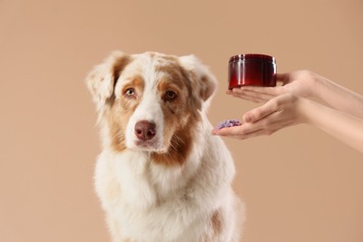 正面を見つめて座る犬と保湿クリームを持つ人の手
