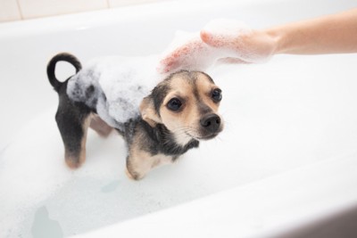 バスタブにつかる犬と頭をなでる飼い主の手