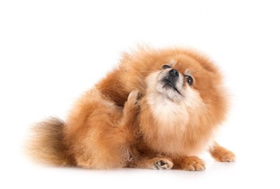 後ろ足で体を掻いている犬