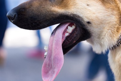 犬の舌