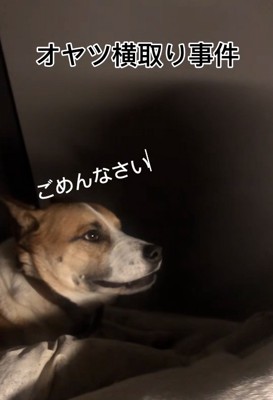謝るサナくん