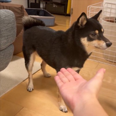 豆柴