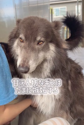 撫でられるウルフドッグ
