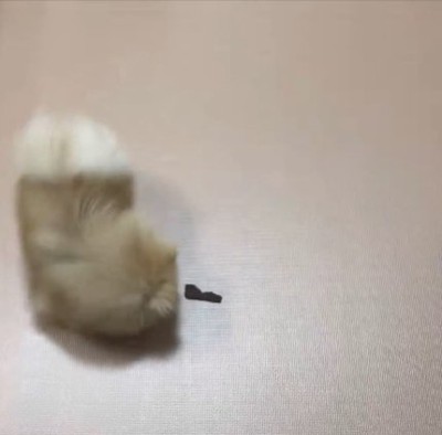 動く