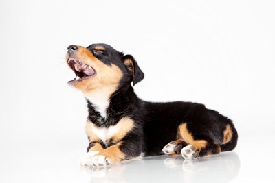 茶黒の子犬、白い背景