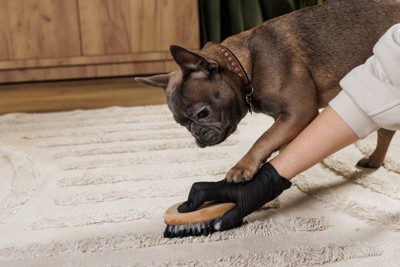 掃除を見る犬