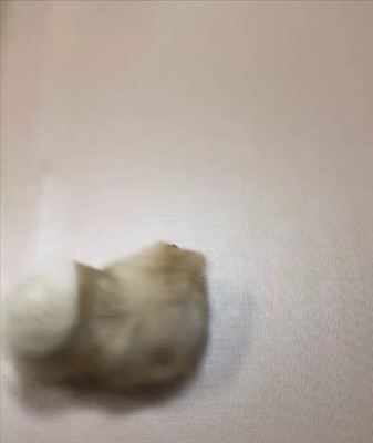 ポメ