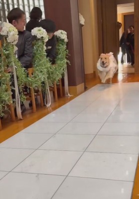 もう1匹のゴールデンレトリバーさんが!!