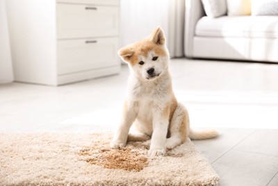 マットの上でおしっこした子犬