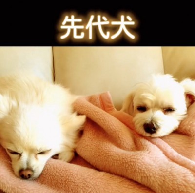 2匹の犬