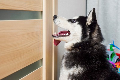 ドアが開くのを待つシベリアンハスキー