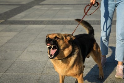 怒る大型犬