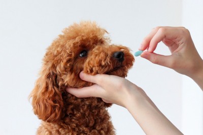 犬に薬を飲ませようとしている光景