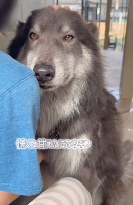 撫でられるウルフドッグ