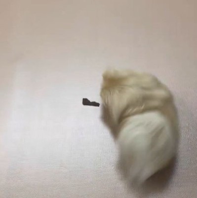 なぜか