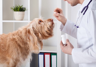 獣医師が差し出す薬を見つめる犬