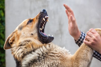 大きく口を開けた犬、押さえる手