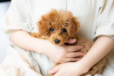 子犬のトイプードル