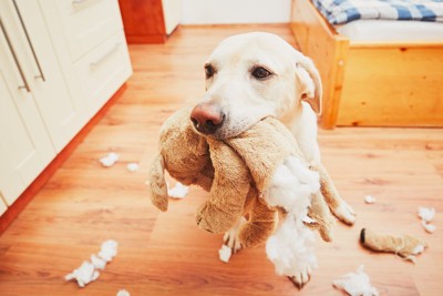 破壊する犬