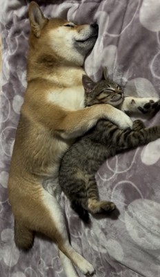 全身で抱きしめるように眠る犬と猫