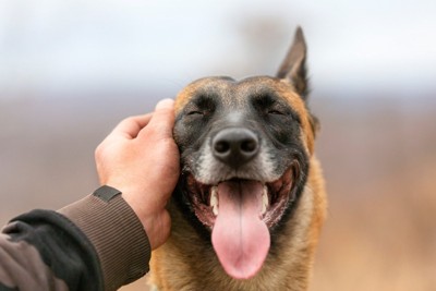 頭を撫でられて目を細めている犬