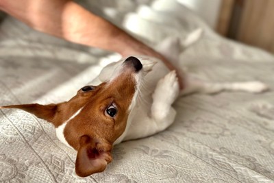 お腹を撫でられている犬