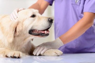 獣医師になでられる診察台の上の犬